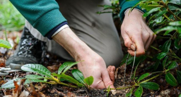 Jak správně množit rododendron doma